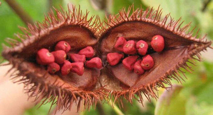 Annatto, extracted from the seeds of the achiote tree native to South and Central America.