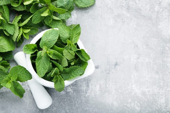 Mint leaves help break up mucus buildup in the respiratory tracts, allowing for easier breathing.
