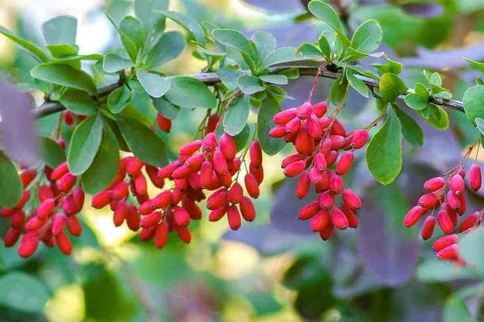 Building upon earlier findings published in the journal Antioxidants, which highlighted berberine's ability to counter oxidative stress and inflammation induced by cigarette smoke.