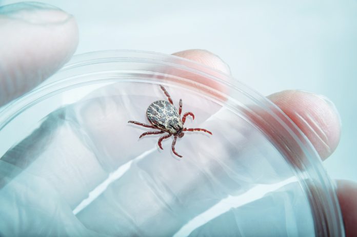 Lyme disease, caused by the bacterium Borrelia burgdorferi, poses a significant challenge to natural health interventions due to its prevalence as the most common vector-borne disease