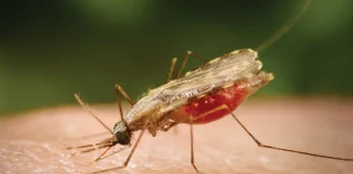 The primary culprit behind Malaria transmission is the Female Anopheles Mosquito.