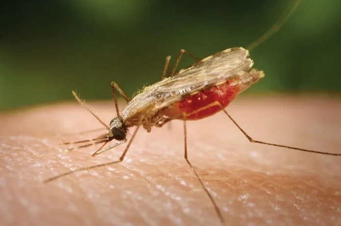 The primary culprit behind Malaria transmission is the Female Anopheles Mosquito.