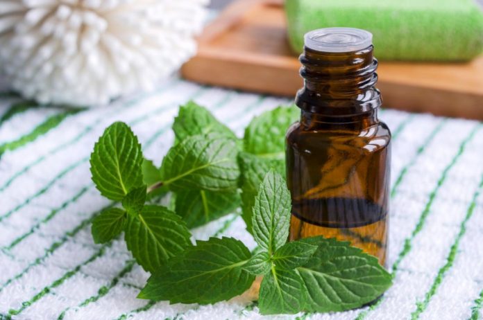Menthol, found in peppermint oil, may help prevent migraine episodes, promoting natural health and vitality.
