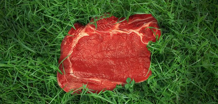 Organic Grass-Fed beef is simply beef raised entirely on grass without the use of chemical inputs or GMOs.